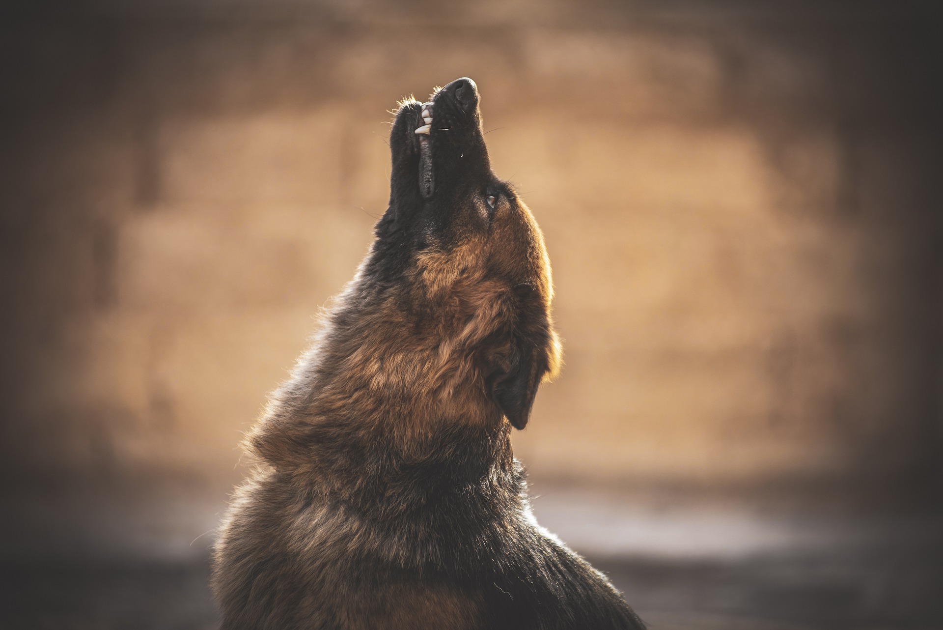 Hungarian Research On Dog Howling