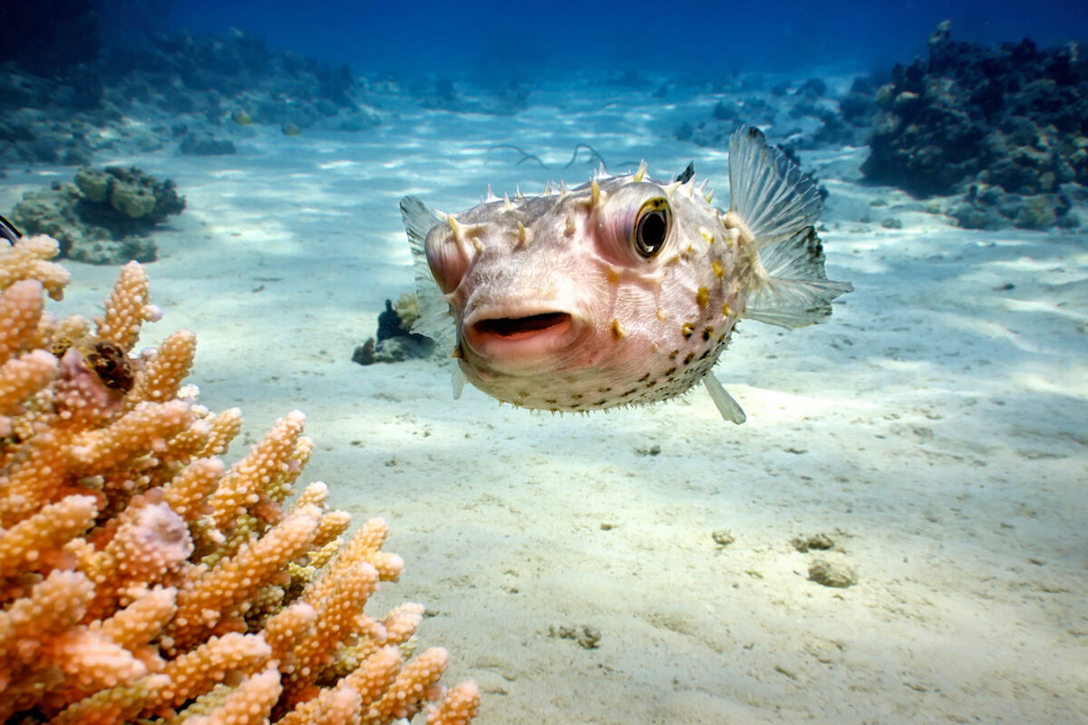 Pufferfish