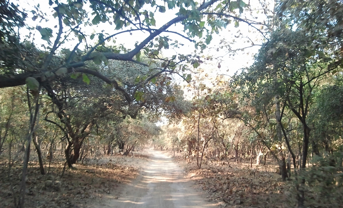 gir Forest
