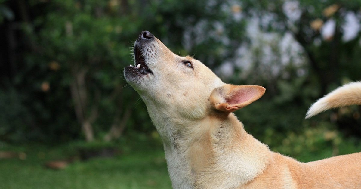 Hungarian Research On Dog Howling
