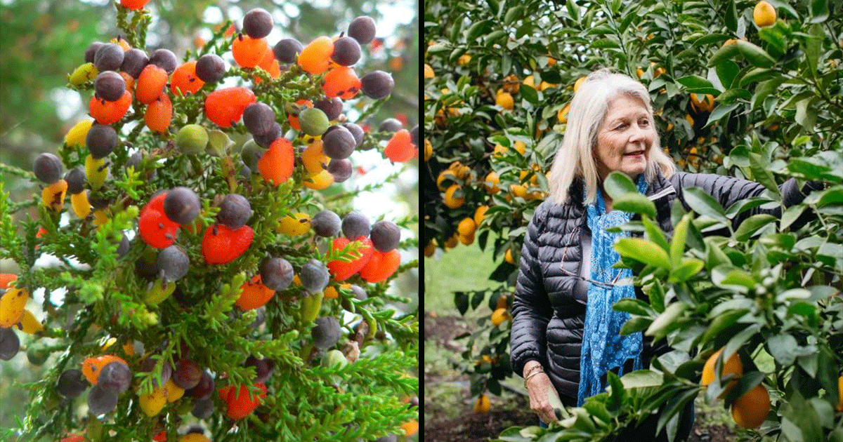 Fruit Salad Tree एक ऐसा पेड़ जिसमें एक ही समय में उगते हैं 8 फल.