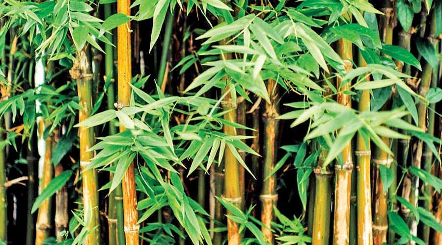 bhaluka bamboo