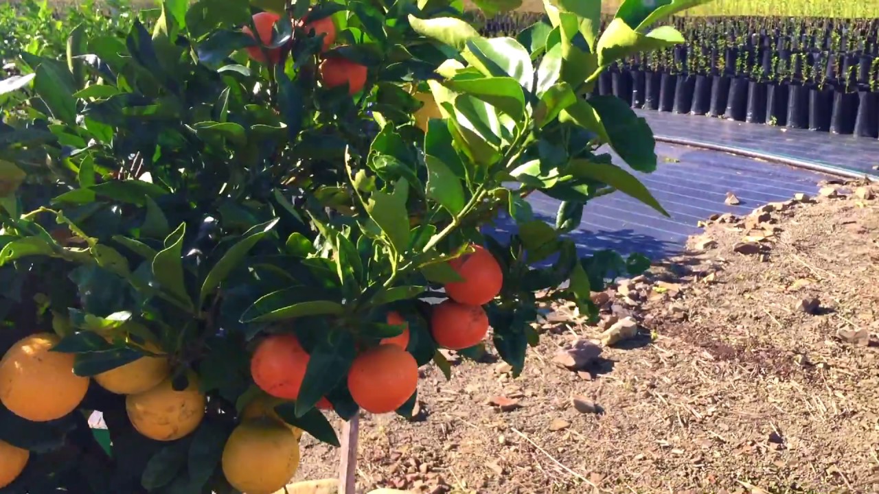 Fruit Salad Tree