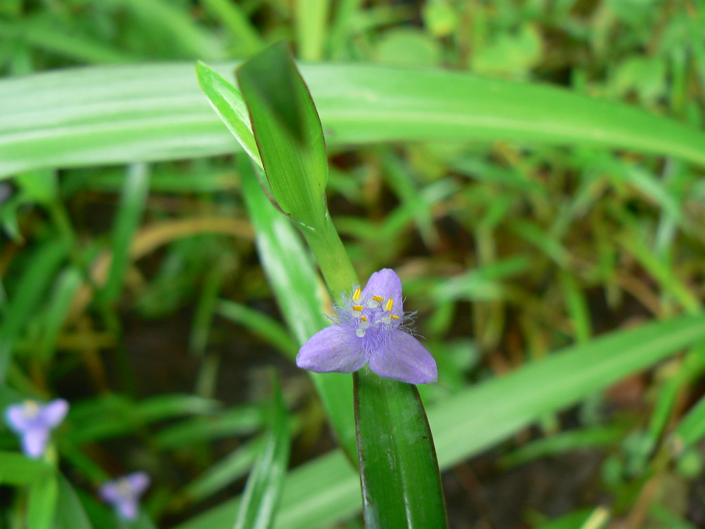 spiderwort