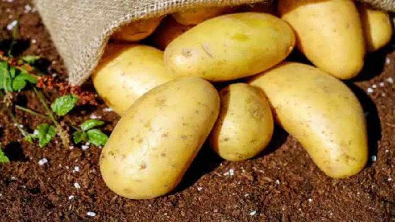 World's Most Expensive Potato