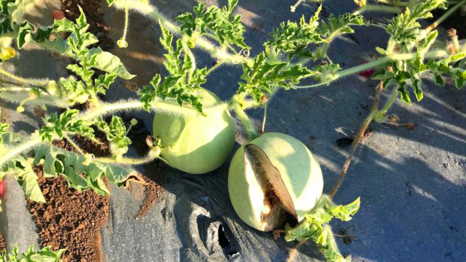 Sudanese wild watermelon