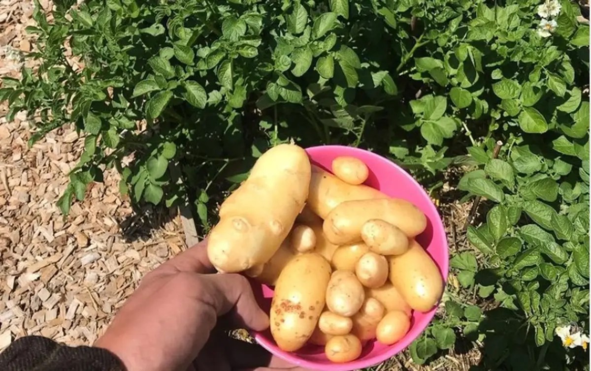 world's most expensive potato