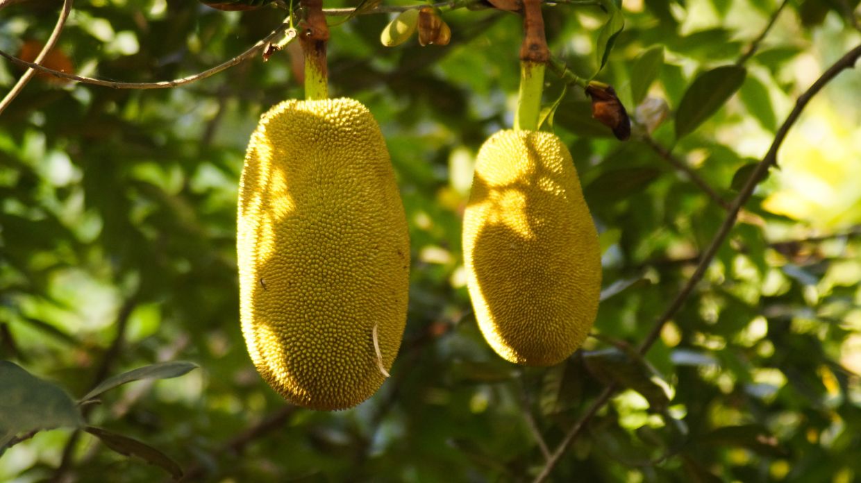 uncle hong jackfruit