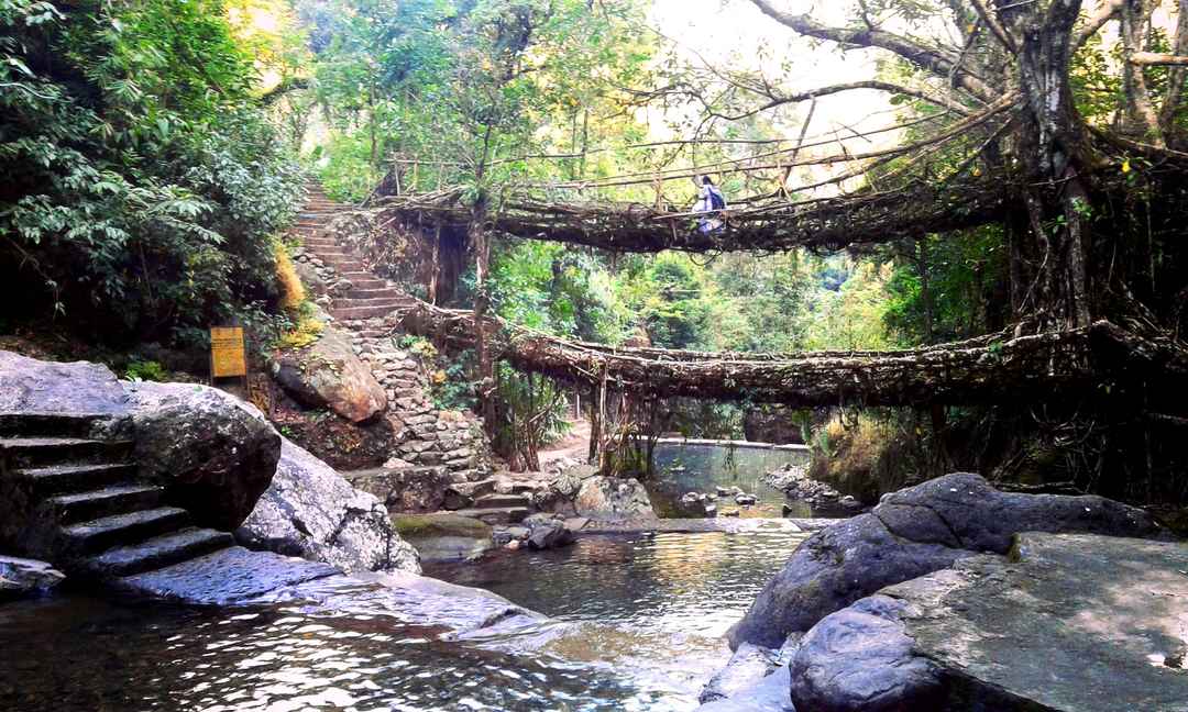 Double Decker Living Root Bridge