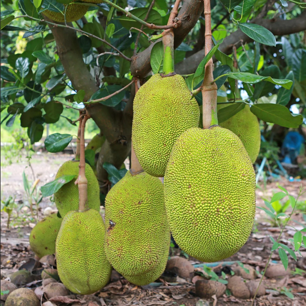 uncle hong jackfruit