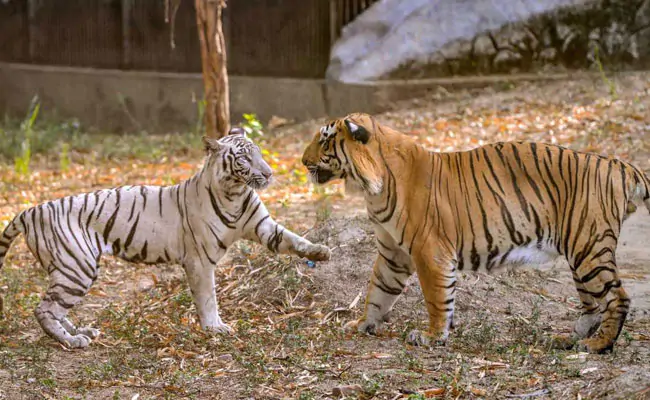 Indian Tiger Naming Process