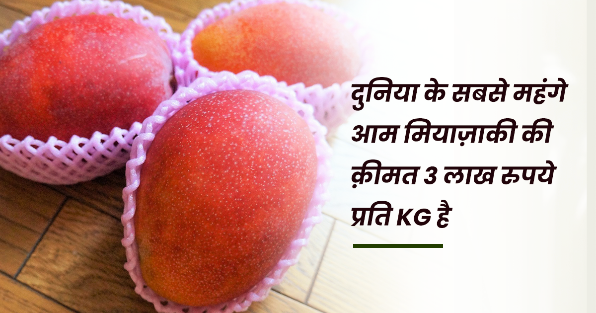 Most Expensive Mangoes In The World