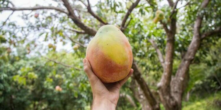 Kohitur Mango