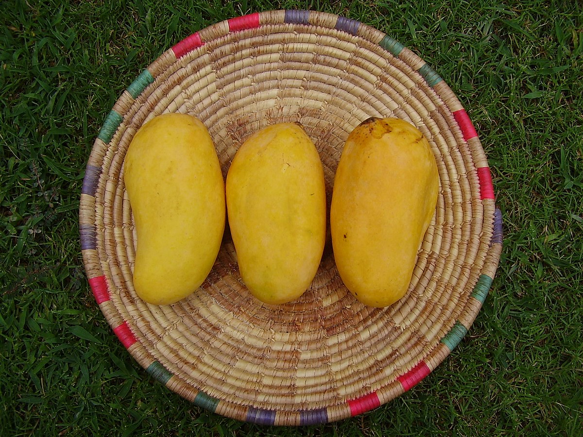 Sindhri Mango