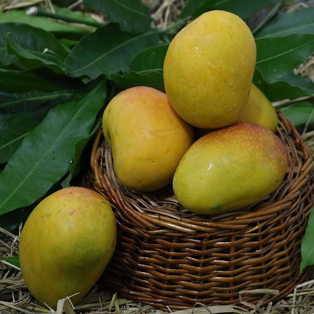 Alphonso Mango