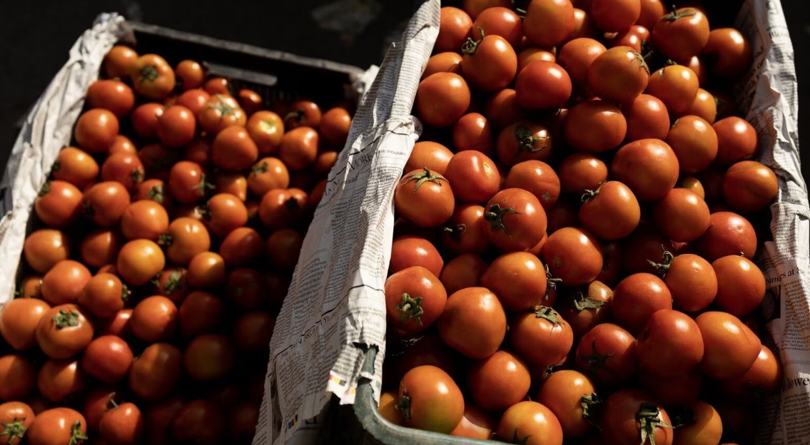 Worlds Most Expensive Tomato Seeds Cost