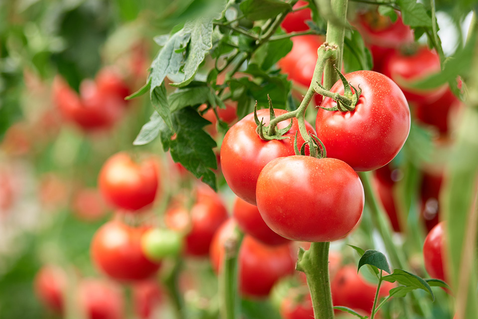 tomato plant