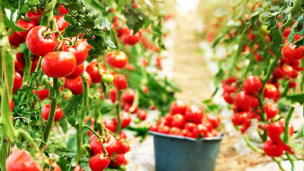 Tomatoes Price Hike