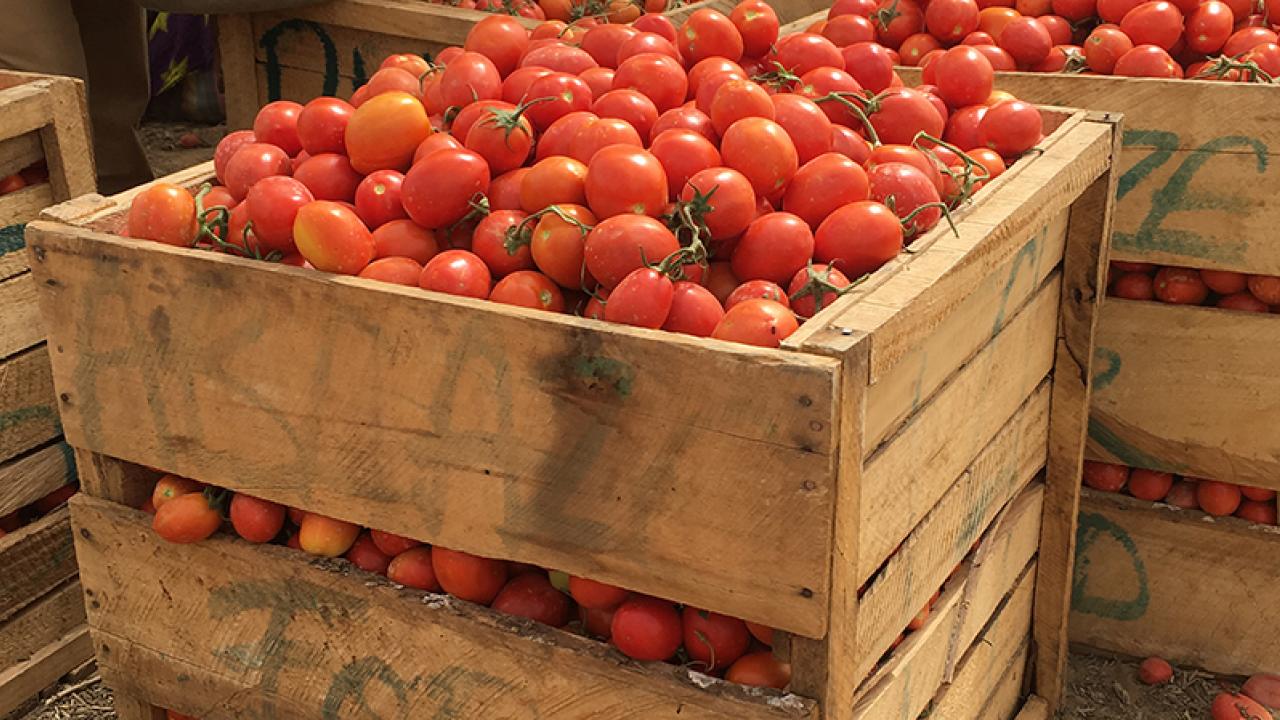 Tomatoes Price Hike