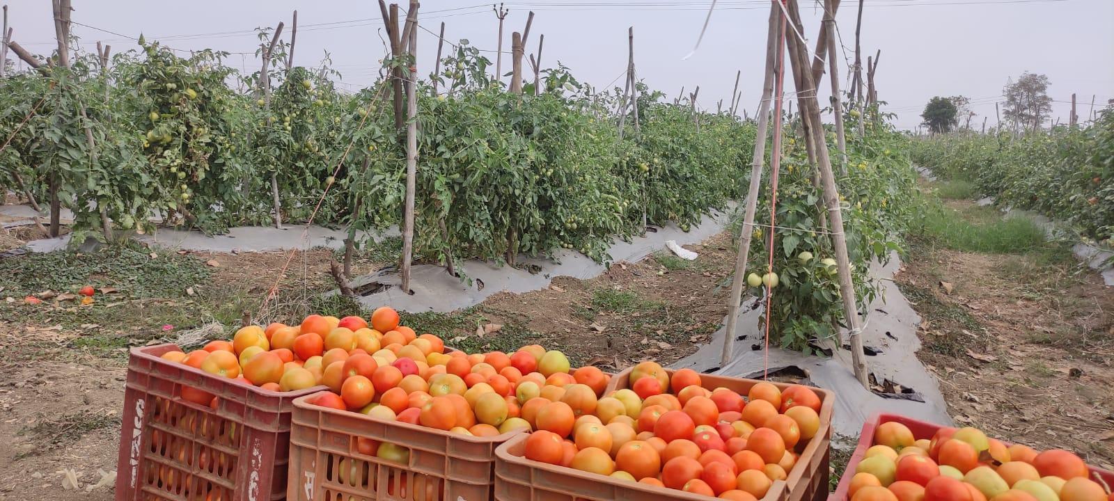 Tomatoes Price Hike