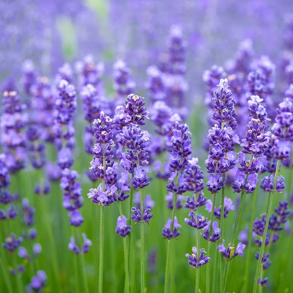 Lavender