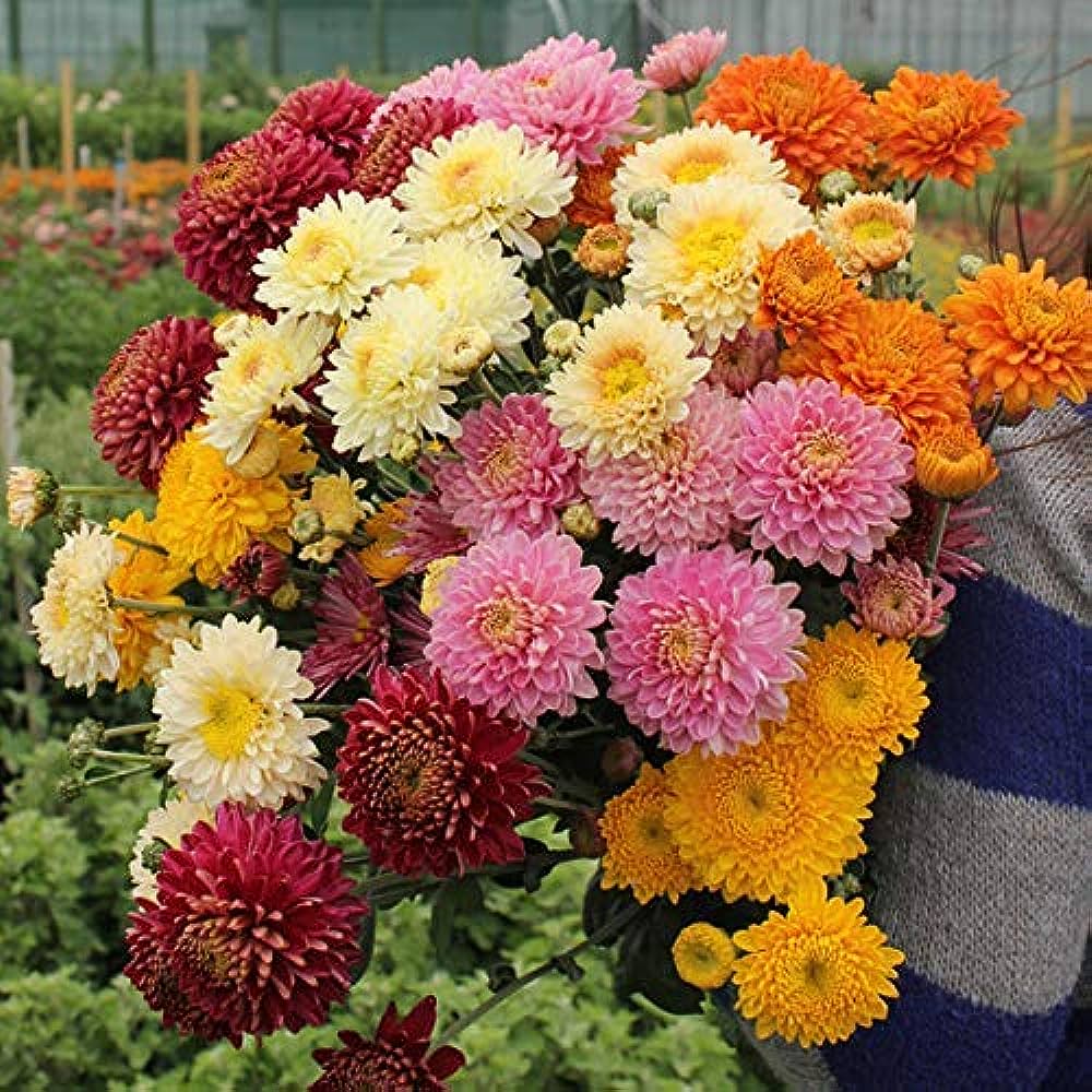 chrysanthemum flower