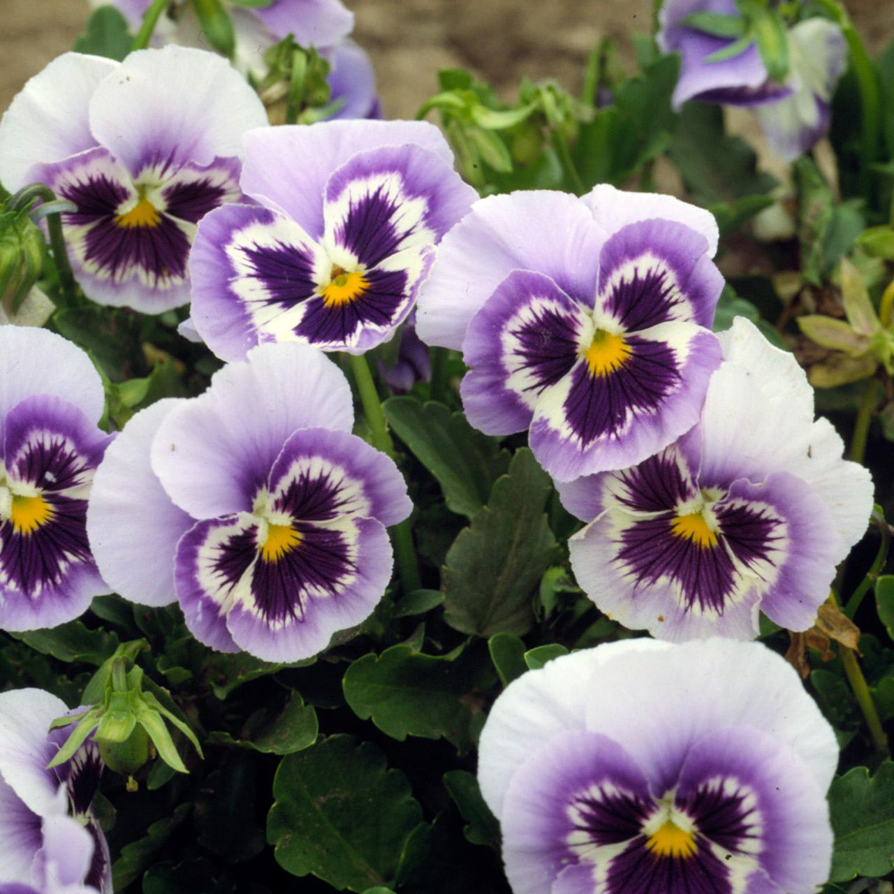 pansy flower